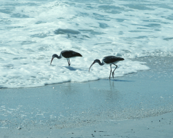 Daytona Beach